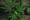 Tariffs and Vape Ban Could Push California’s Cannabis Market Further Underground