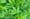 California Voters Will Decide Whether To Legalize Pot