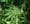 Measure N: Taxing Recreational Marijuana