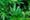 Why the War on Cannabis Refuses to Die: How Boomers and the Yippies Made Weed Political